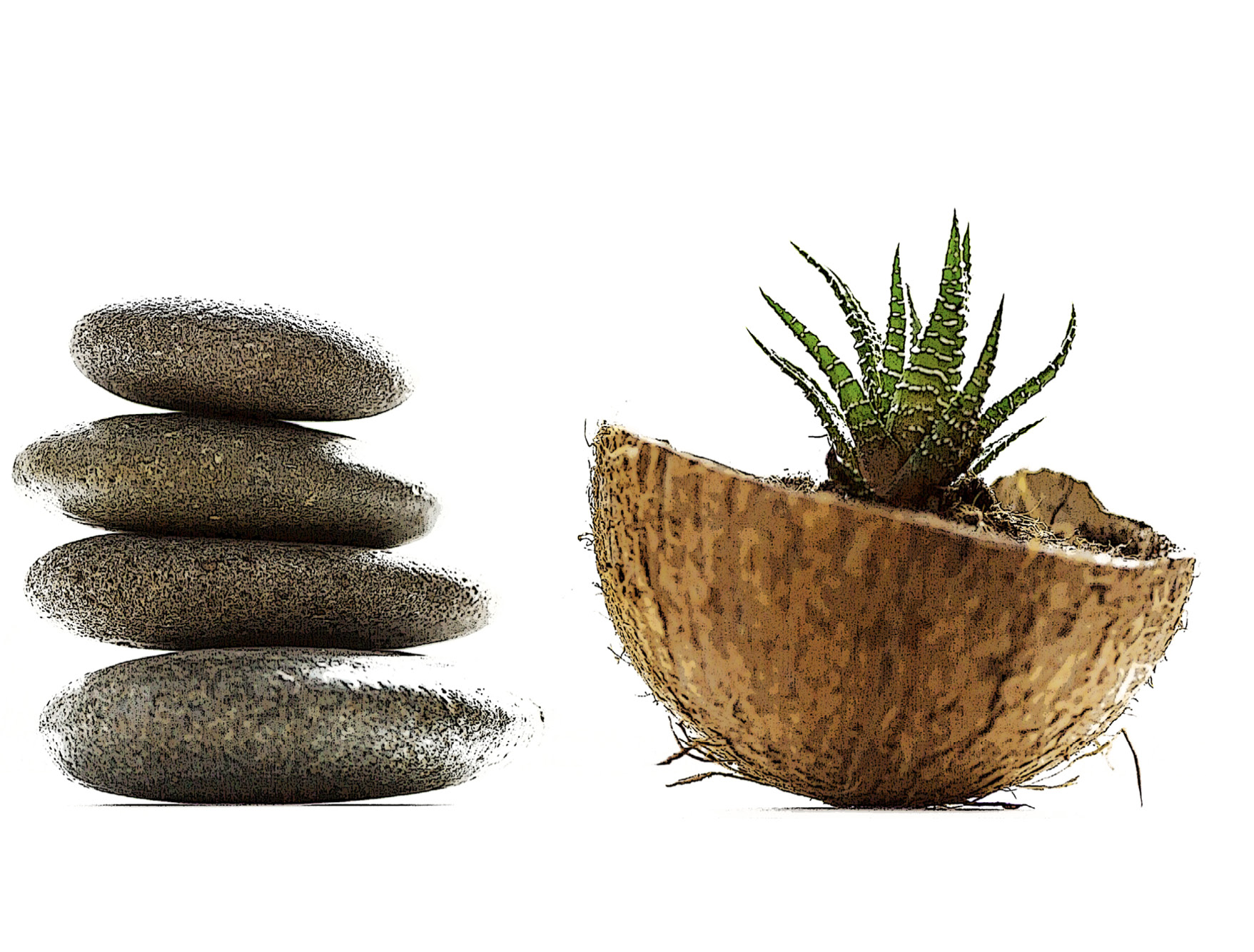 decorative image with a plant of aloe in a coconut pot and stacked stones