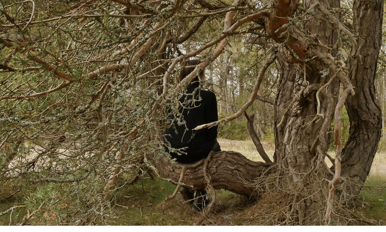 A human being dressed in black is sitting behind the branches of a twisted old pine tree with several trunks in a forest.