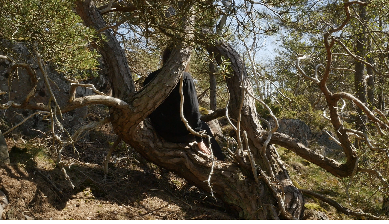 A human being dressed in black is sitting behind the branches of a twisted old pine tree growing close to the ground along a slope in a forest.