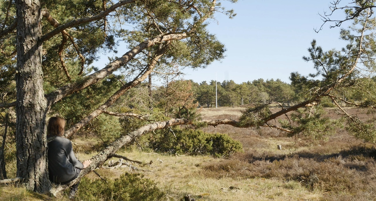 A human being dressed in grey is sitting with her back to the viewer on a low stretching branch of a pine tree next to an open heath with a forest in the background.