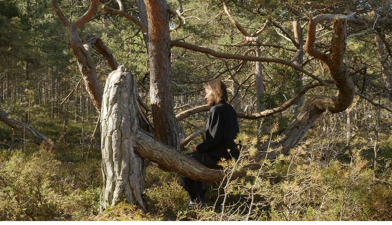 A human being dressed in black is sitting in profile on the thick branch of a twisted old pine tree in a dense forest.