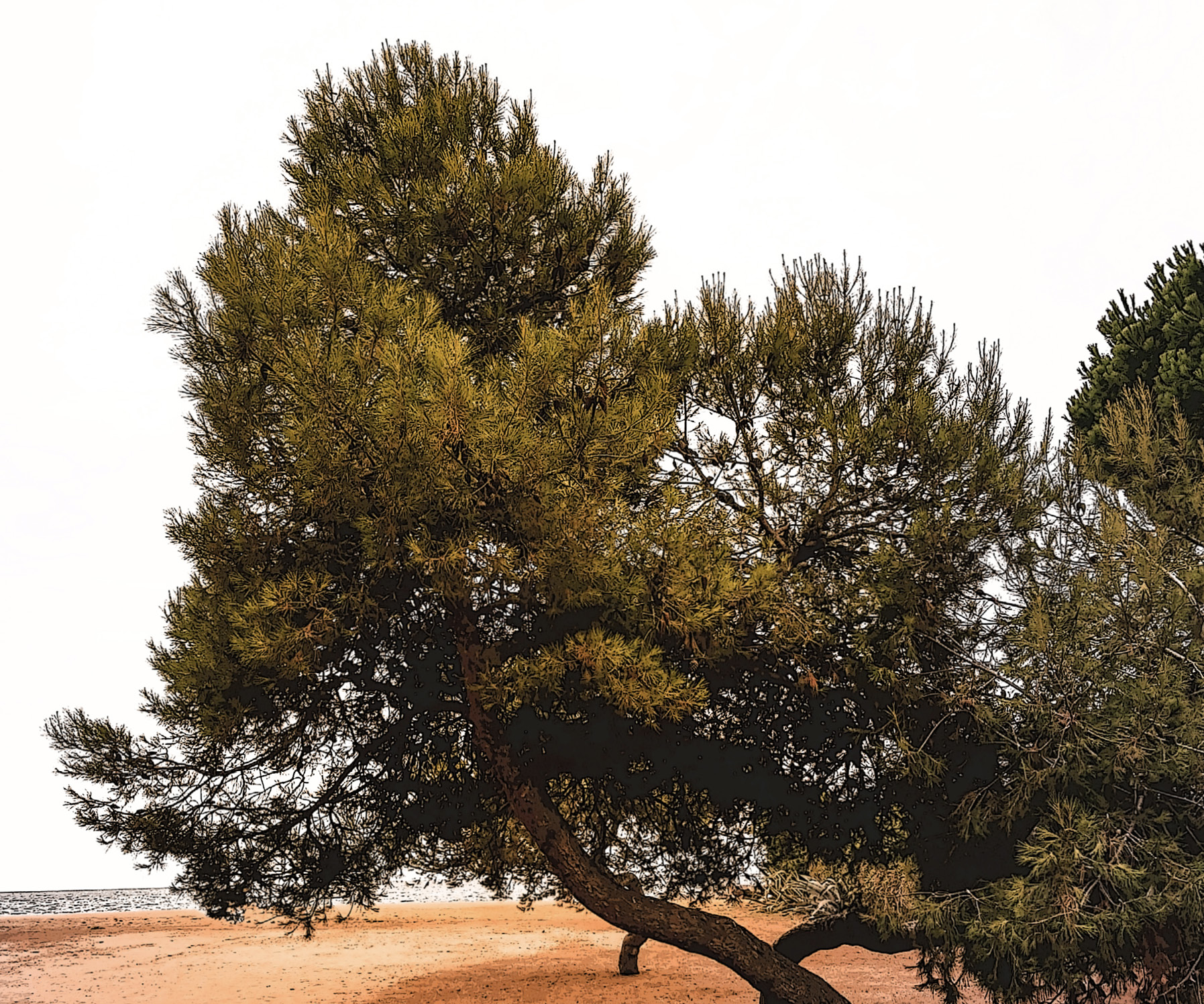 decorative image with a Pinus sylvestris