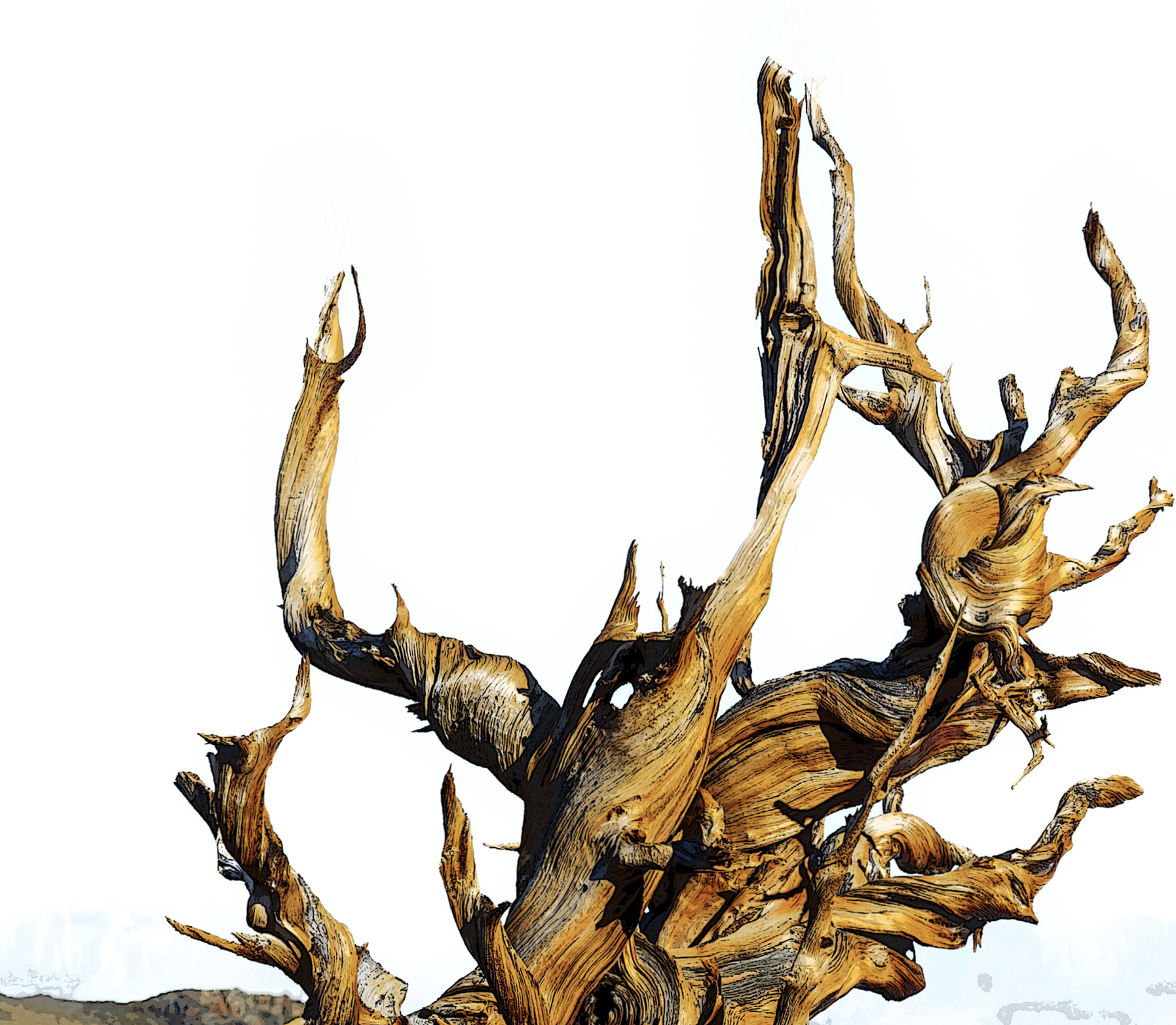 decorative image with a tree trunk
