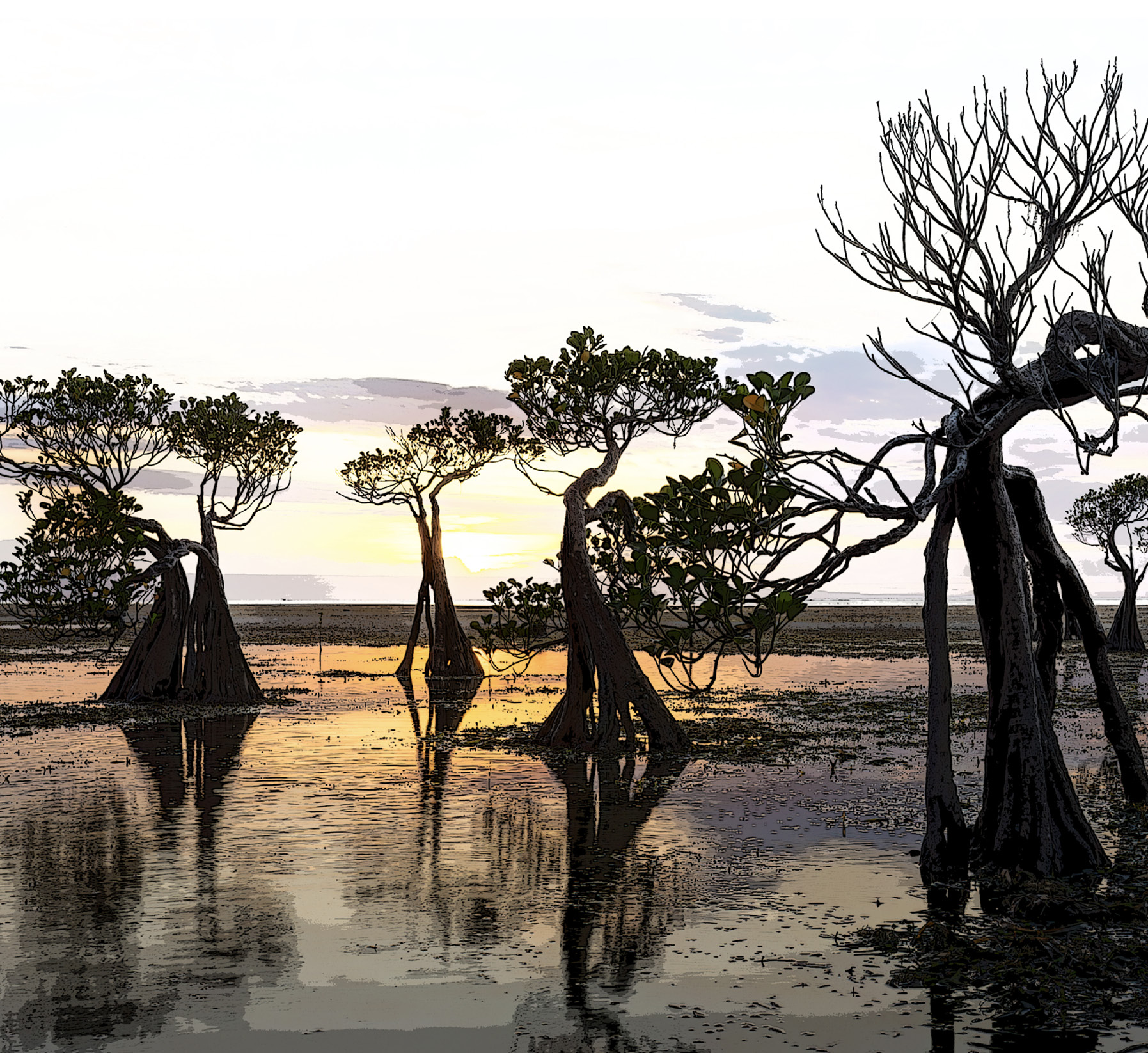 decorative image with a mangrove