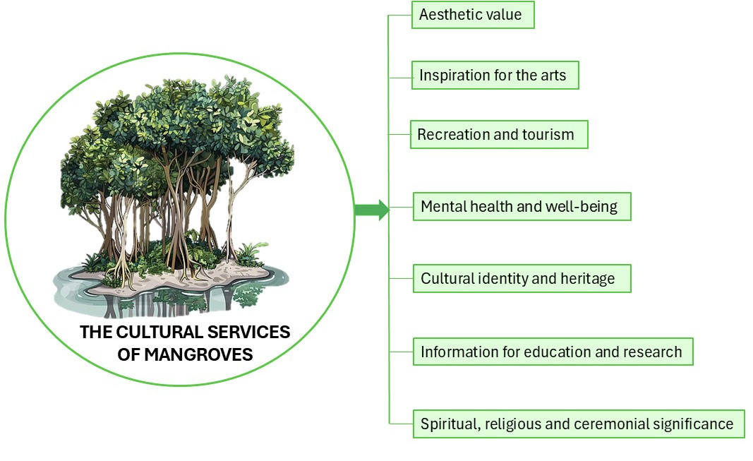 Picture showing the cultural uses of mangroves in boxes