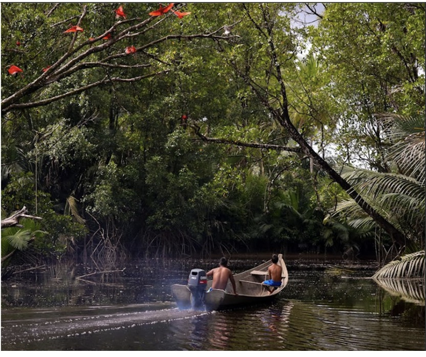 Picture of two indigenous Warrau males using a speed boat to traverse their waterways in the Imbotero