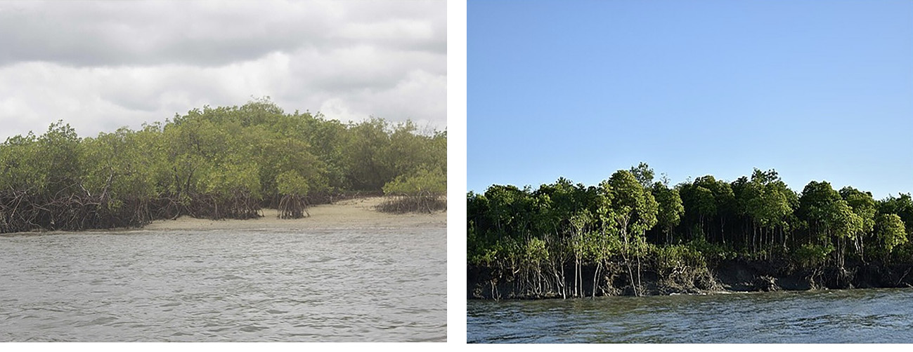 Two pictures showing sacred mangrove forests found in India and West Africa