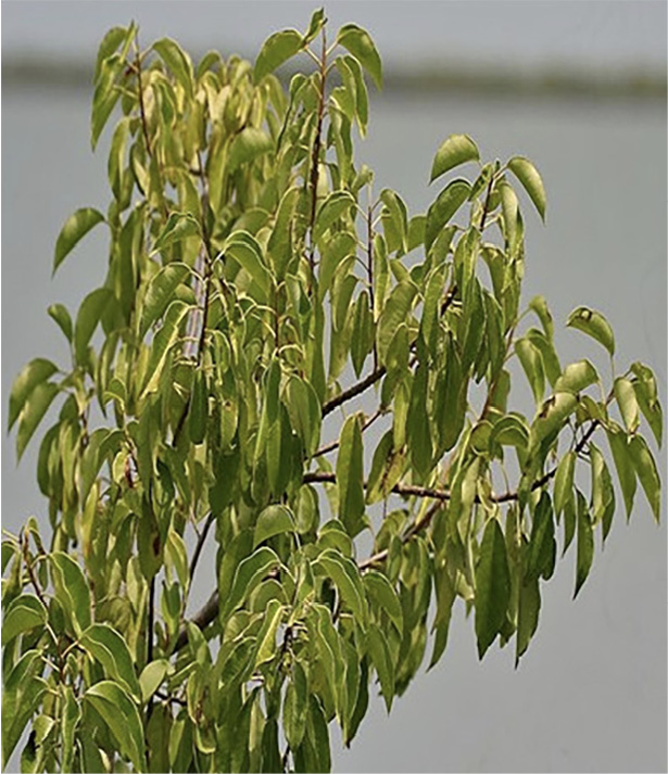 Photo collage of three mangrove species, which are sacred and sometimes worshipped by some tribes around the world