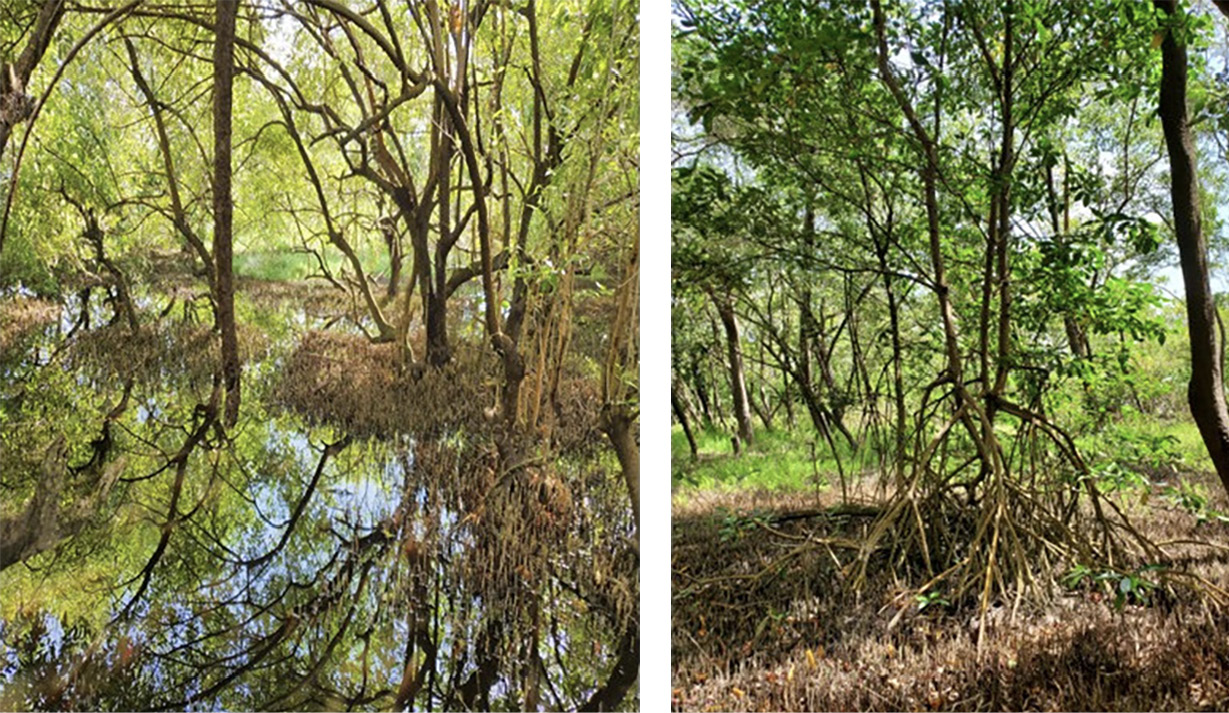 Photo collage of three mangrove species, which are sacred and sometimes worshipped by some tribes around the world