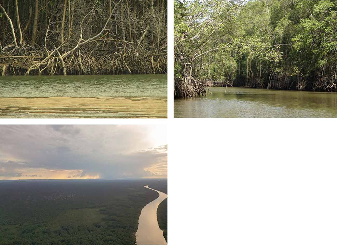 Collage of mangrove forests in South America, which are considered sacred by local communities in Guyana, Ecuador and Brazil