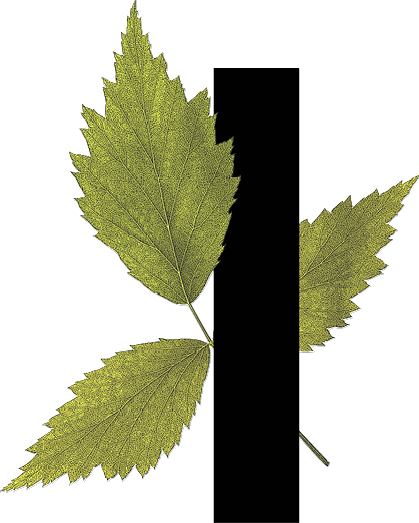 capital letter I with leaf decoration