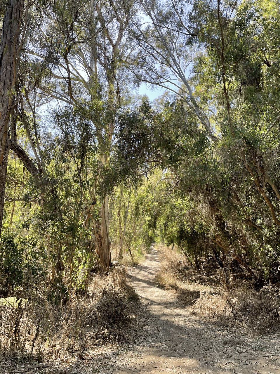Photo of Eucalyptus trees