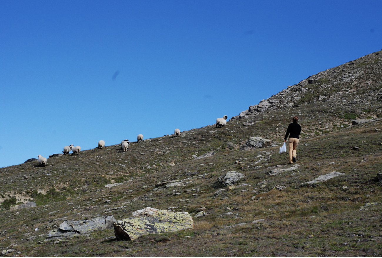 A woman walking on a mountain with sheep