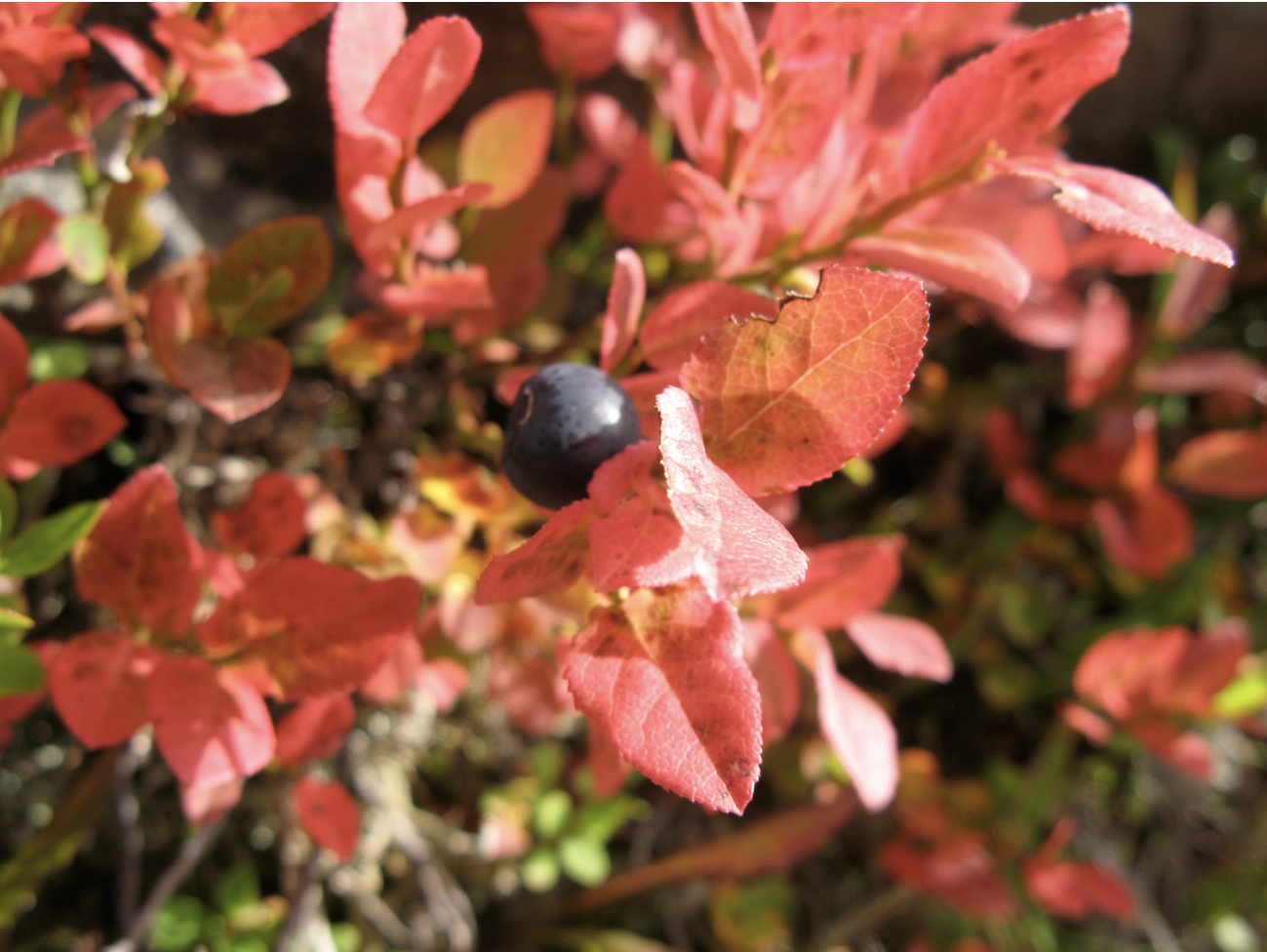 a blueberry among red leaves