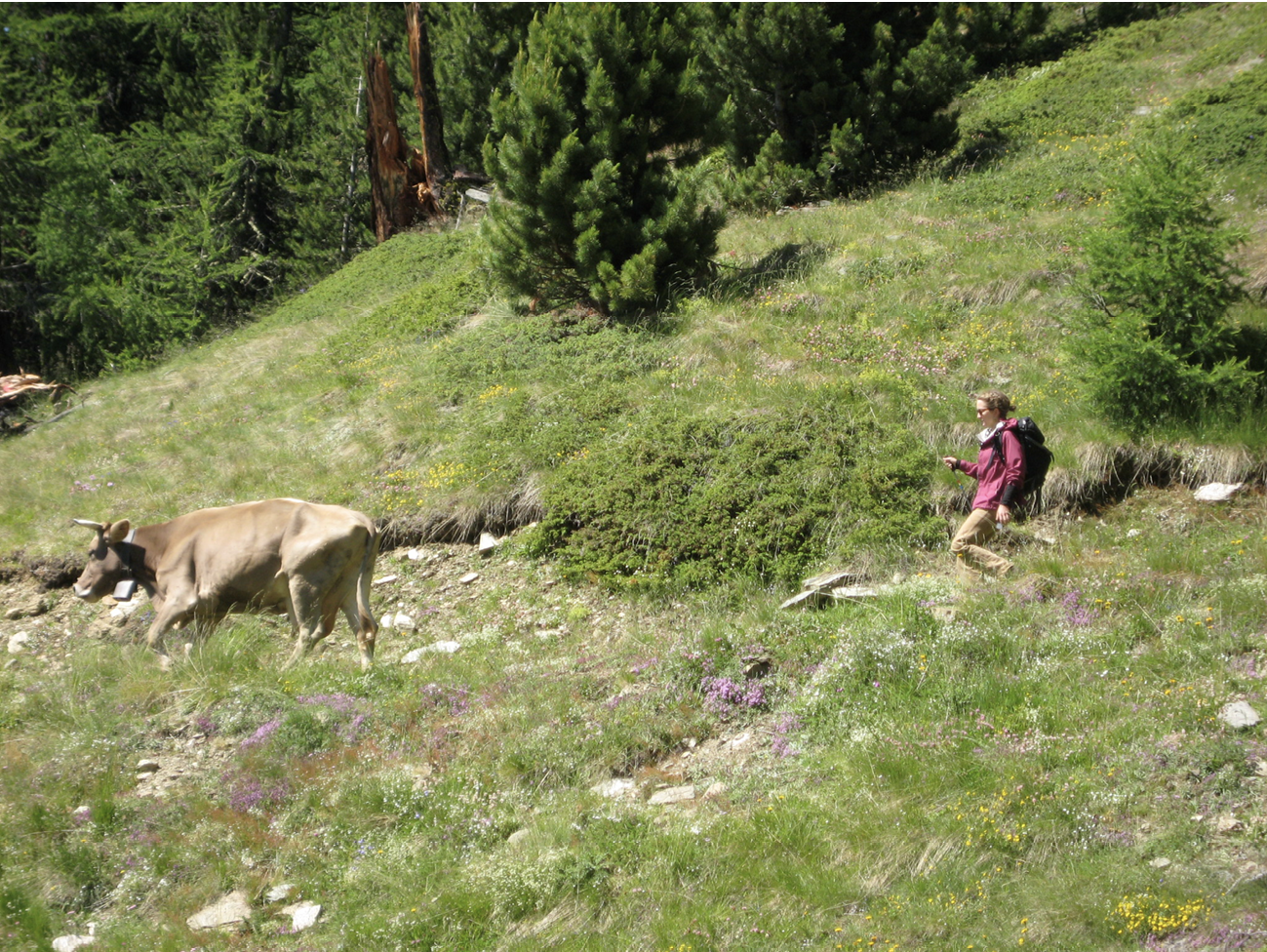 a woman walking through wooded pasture with a cow