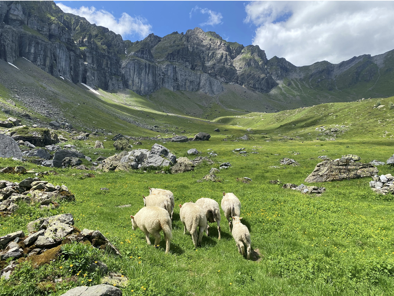 mountain scenery with a group of sheep