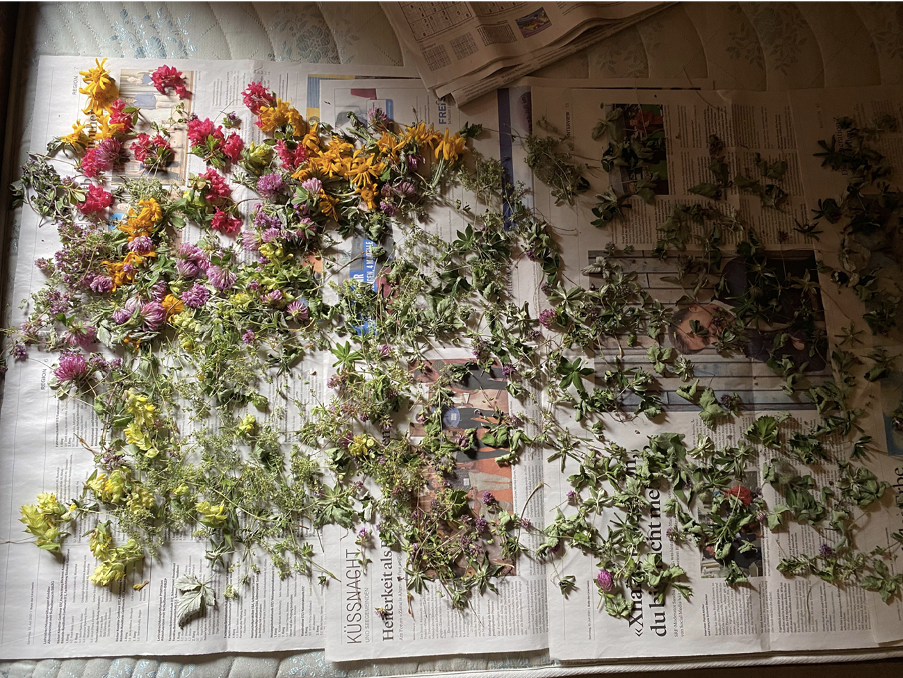 plants drying on newspaper