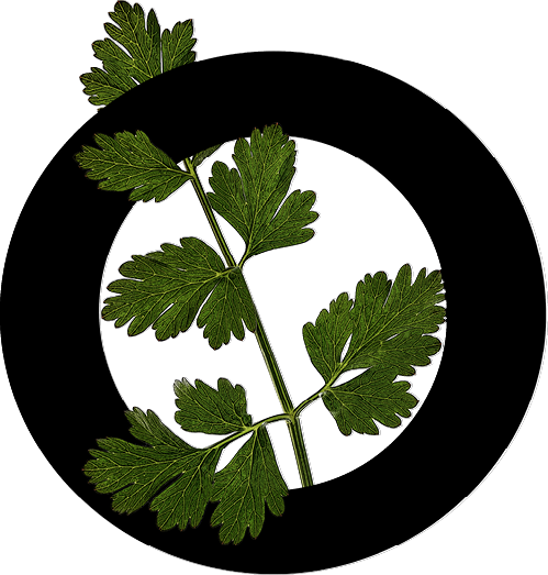 capital letter O with leaf decoration