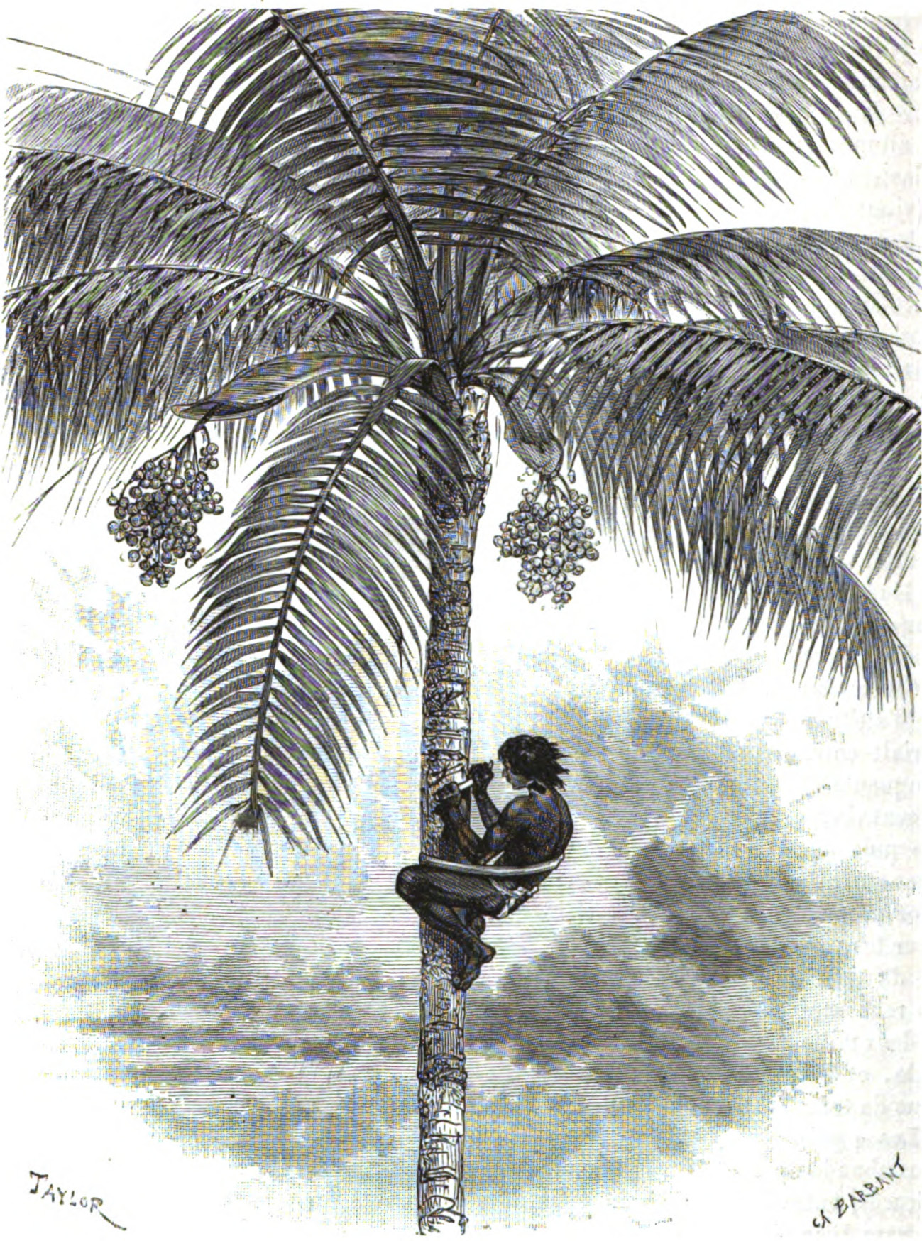 An engraving showing a semi-naked person climbing in the trunk of a palm scratching its wax