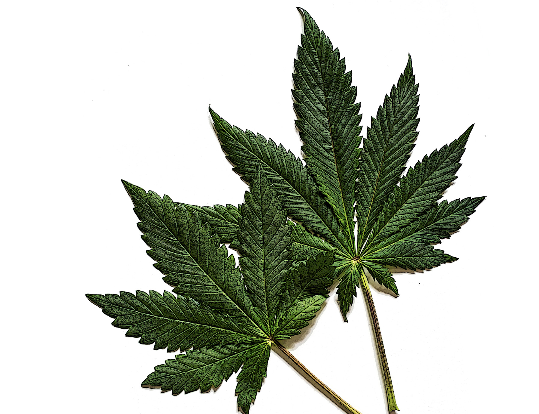 decorative image with cannabis leaves