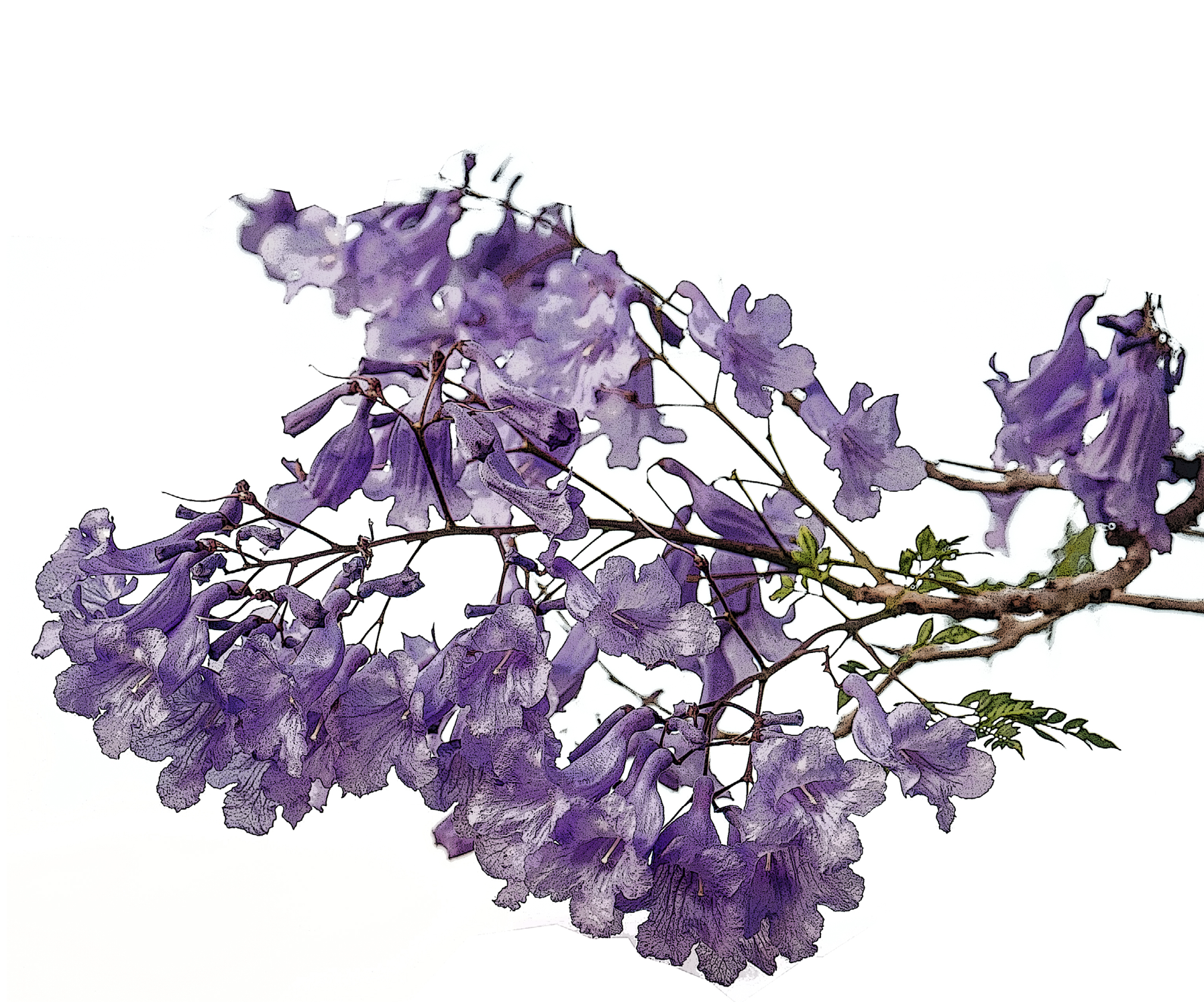 decorative image with a Jacaranda mimosifolia