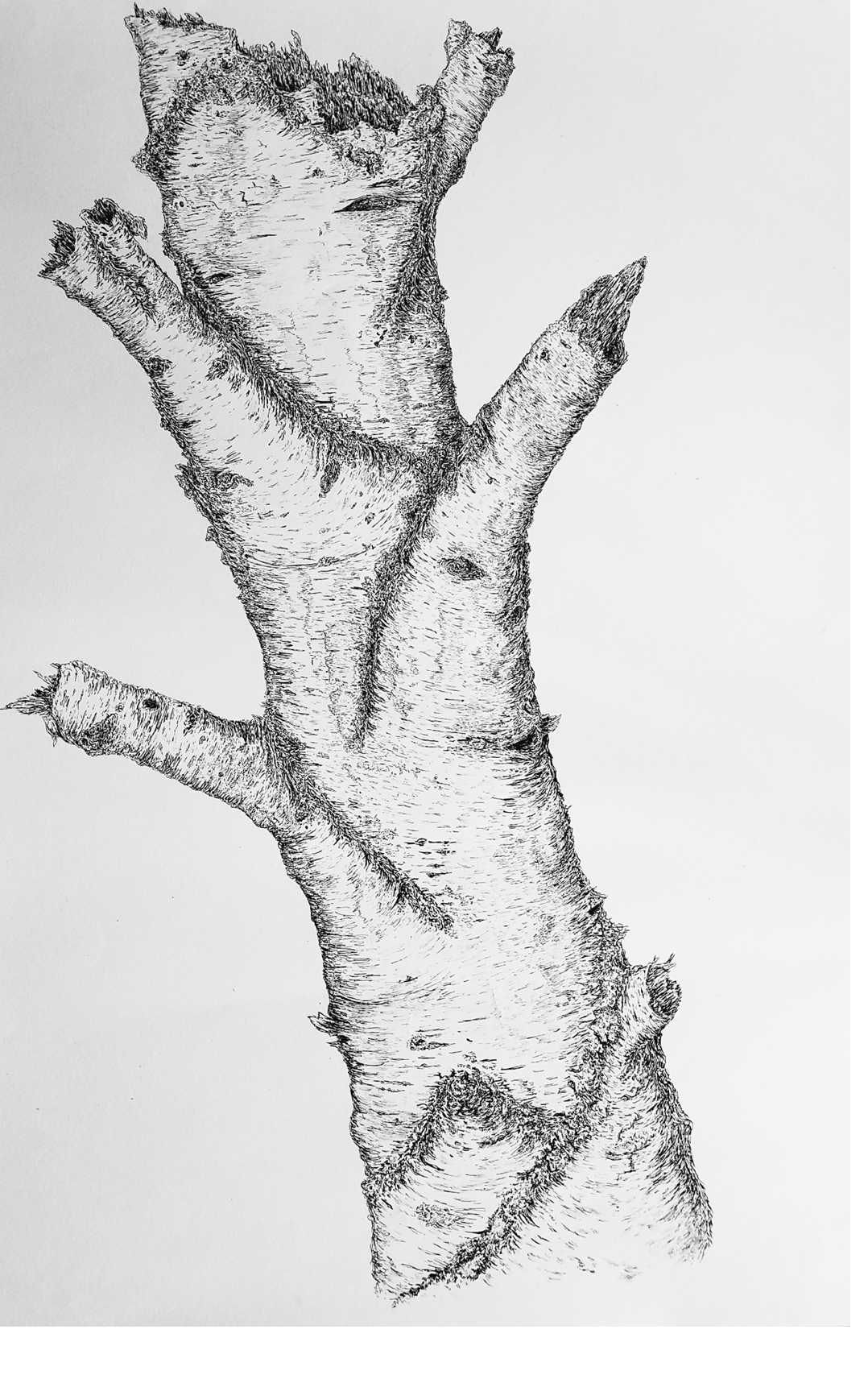 a pen sketch of section of birch trunk
