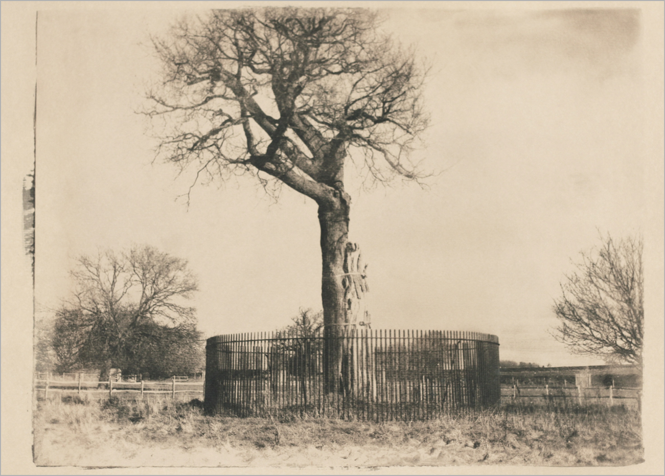 Artistic photograph of an oak tree