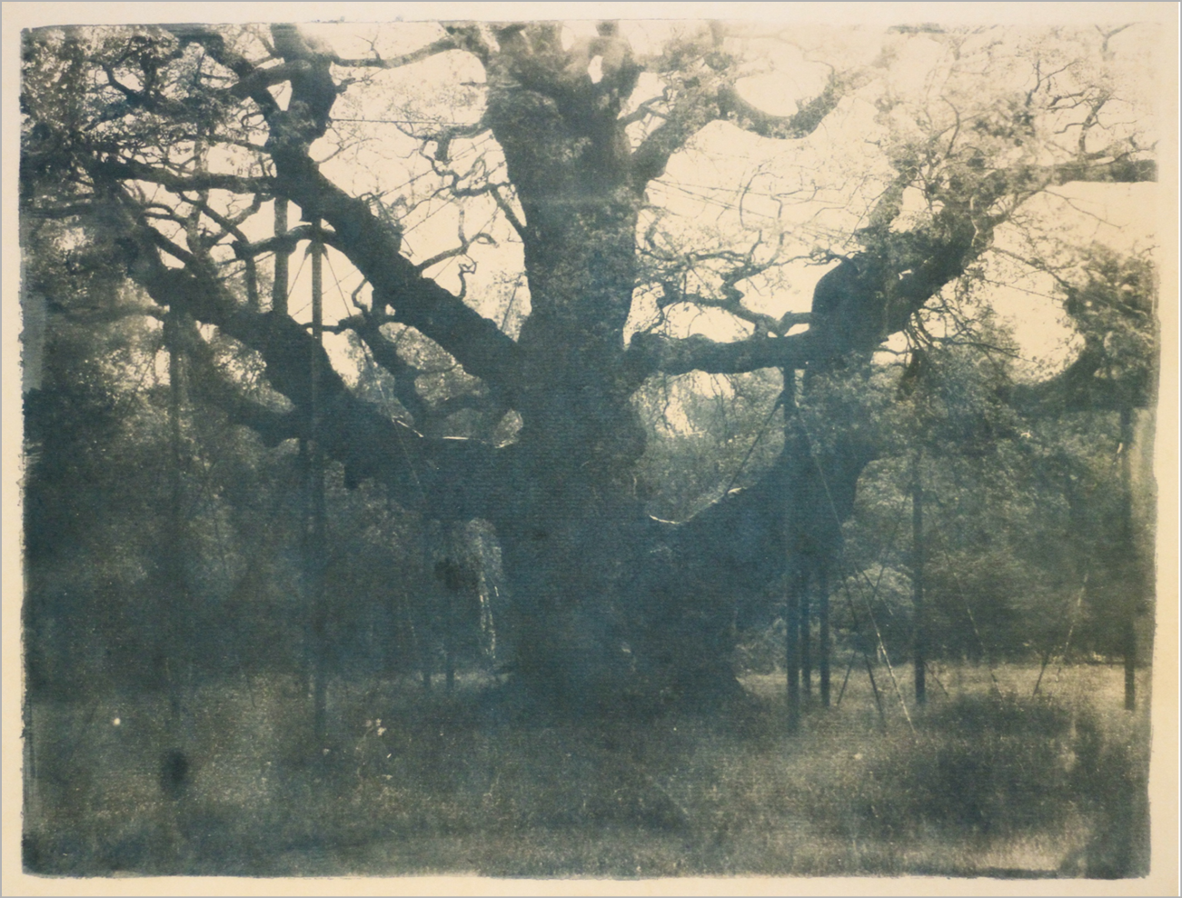 Artistic photograph of an oak tree