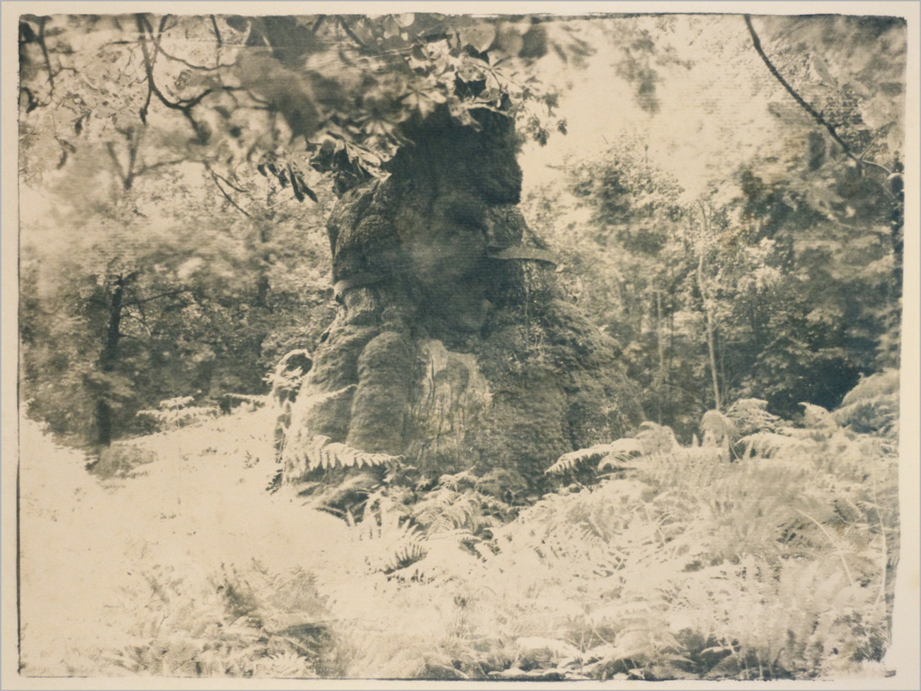 Artistic photograph of an oak tree