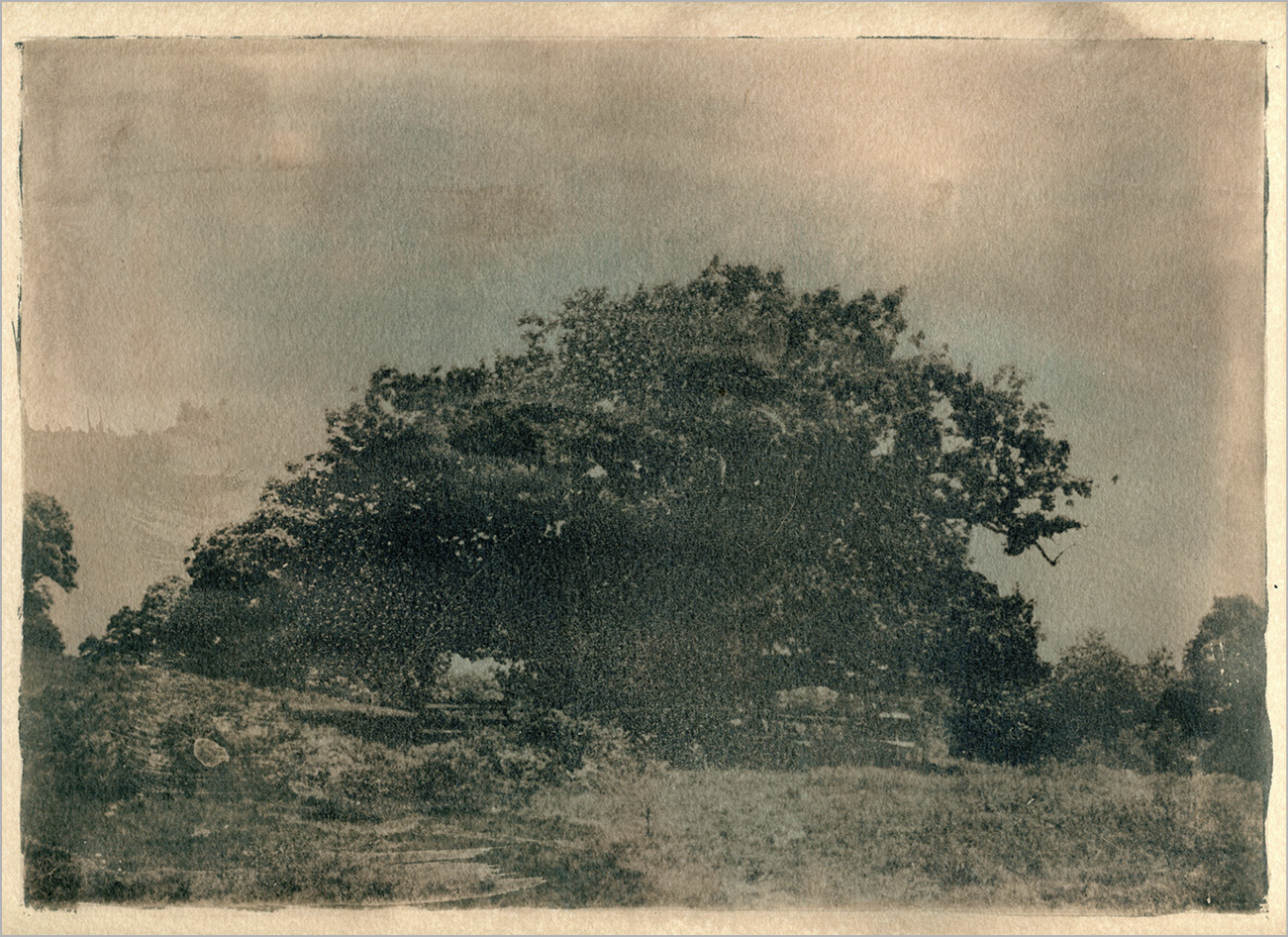 Artistic photograph of an oak tree