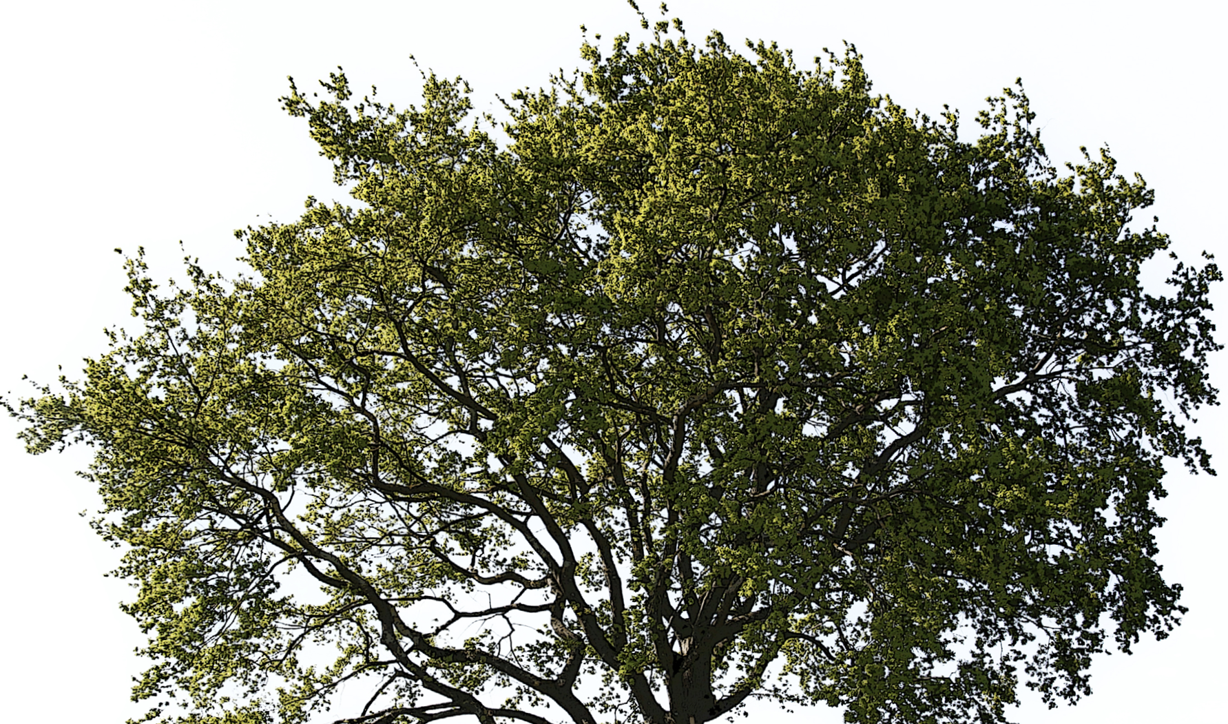 decorative image with a tree