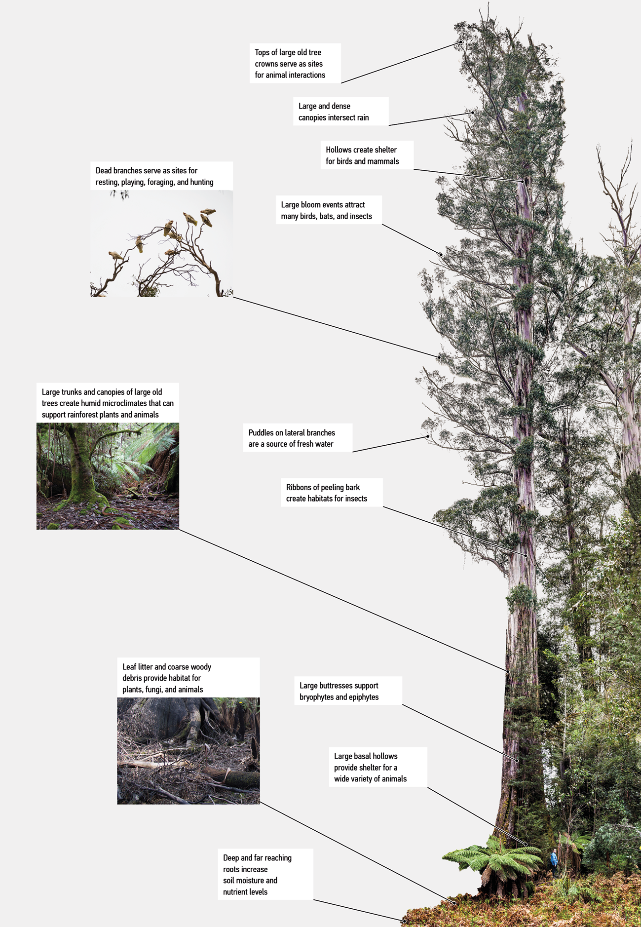 Representation of design actions and habitat structures of a giant tree