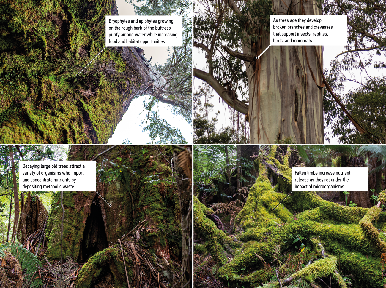  Four photographs of tree bark and decaying tree debris