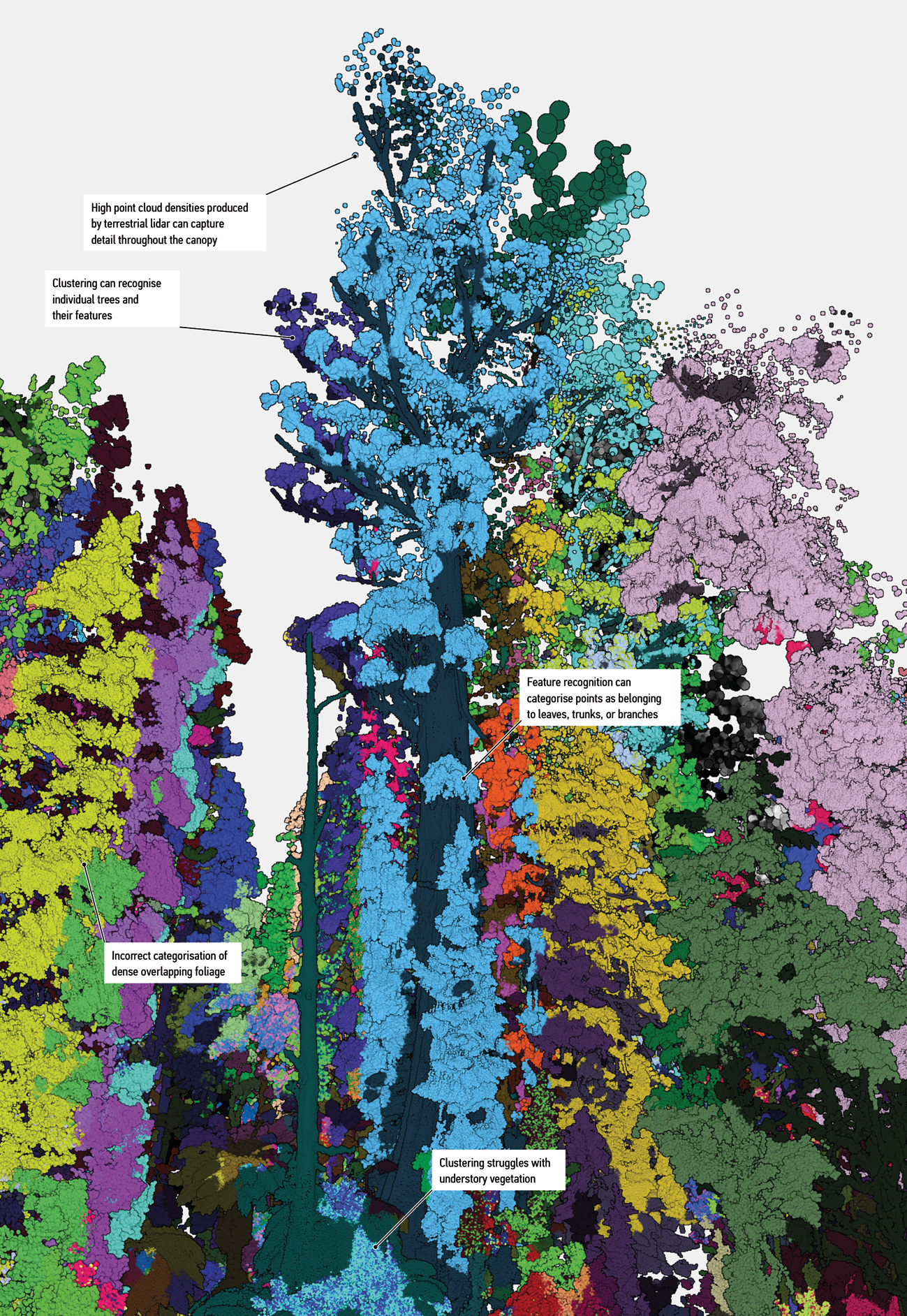 Coloured representation of large Eucalyptus tree and its surroundings