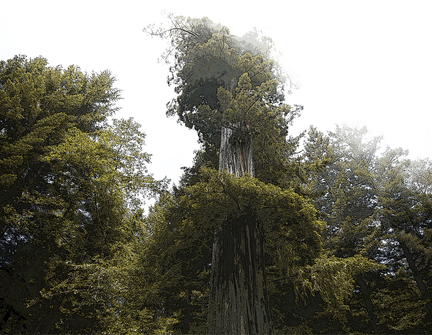 decorative image with a redwood