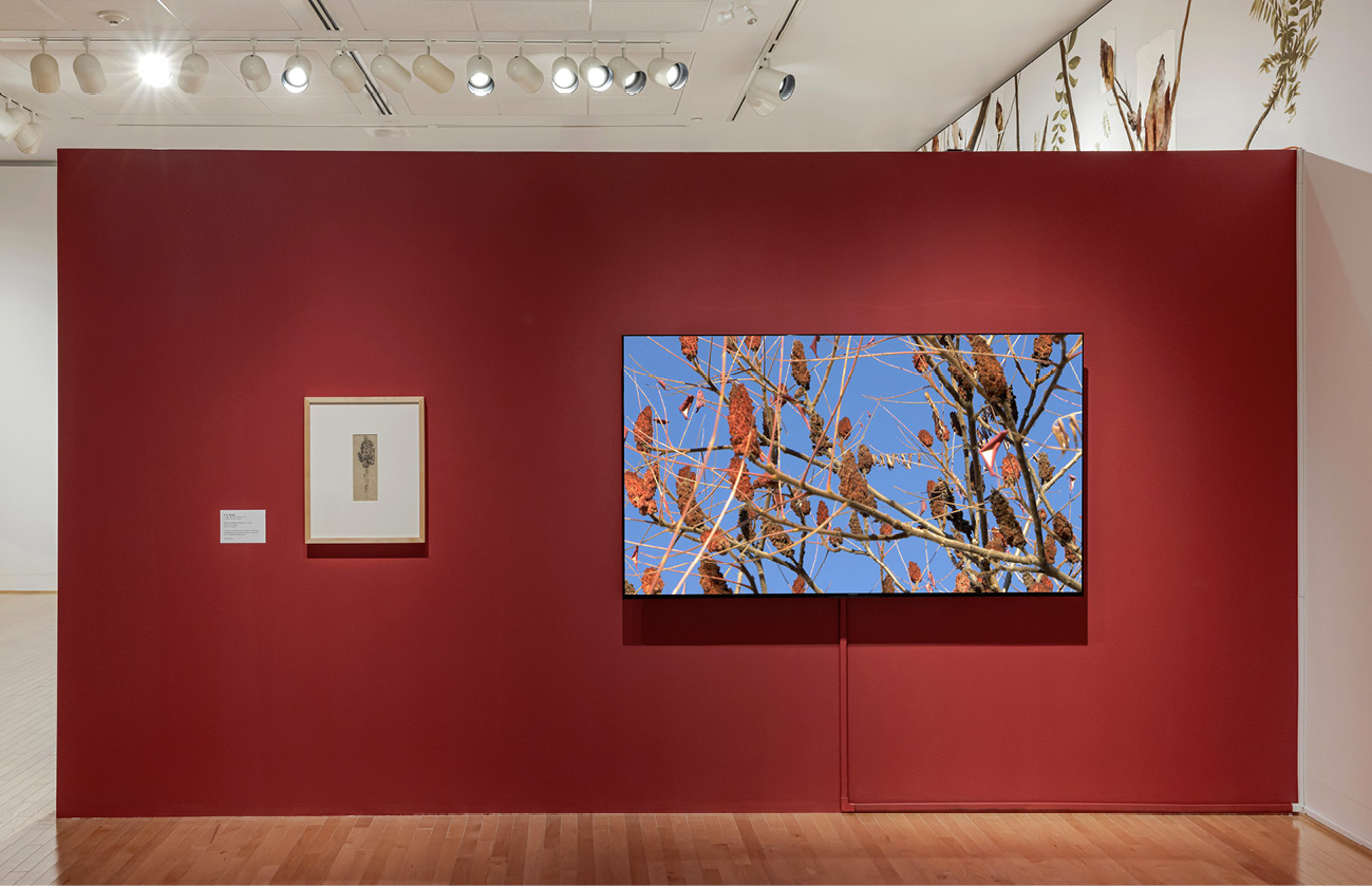 A small botanical drawing and a large monitor displaying sumac fruits hang on a red wall.