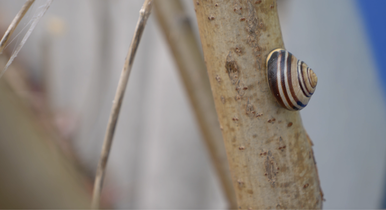 A close-up image depicts a grove snail on a sumac branch.