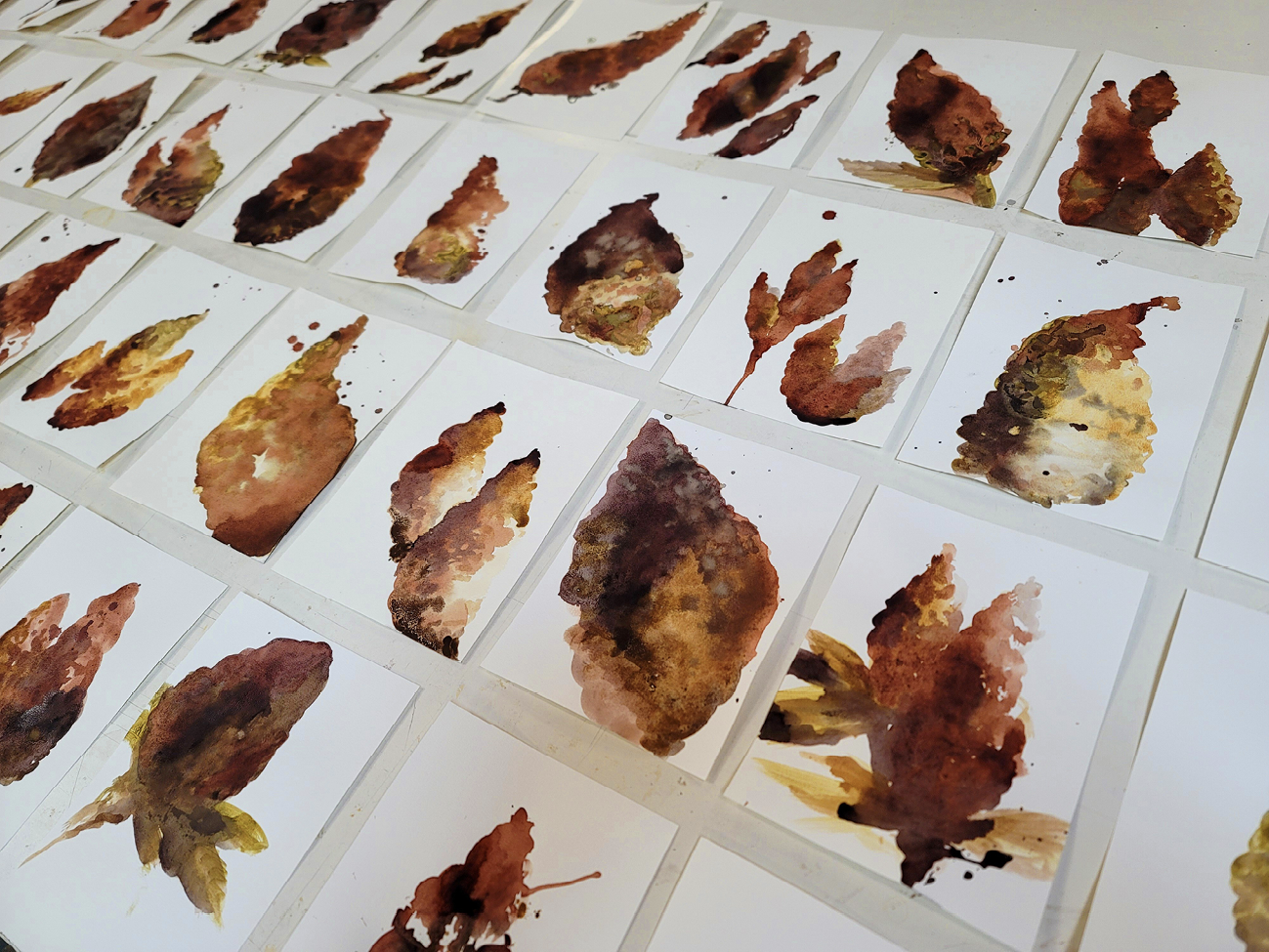 Thirty watercolour paintings of sumac fruits are arranged in four rows on a white table.