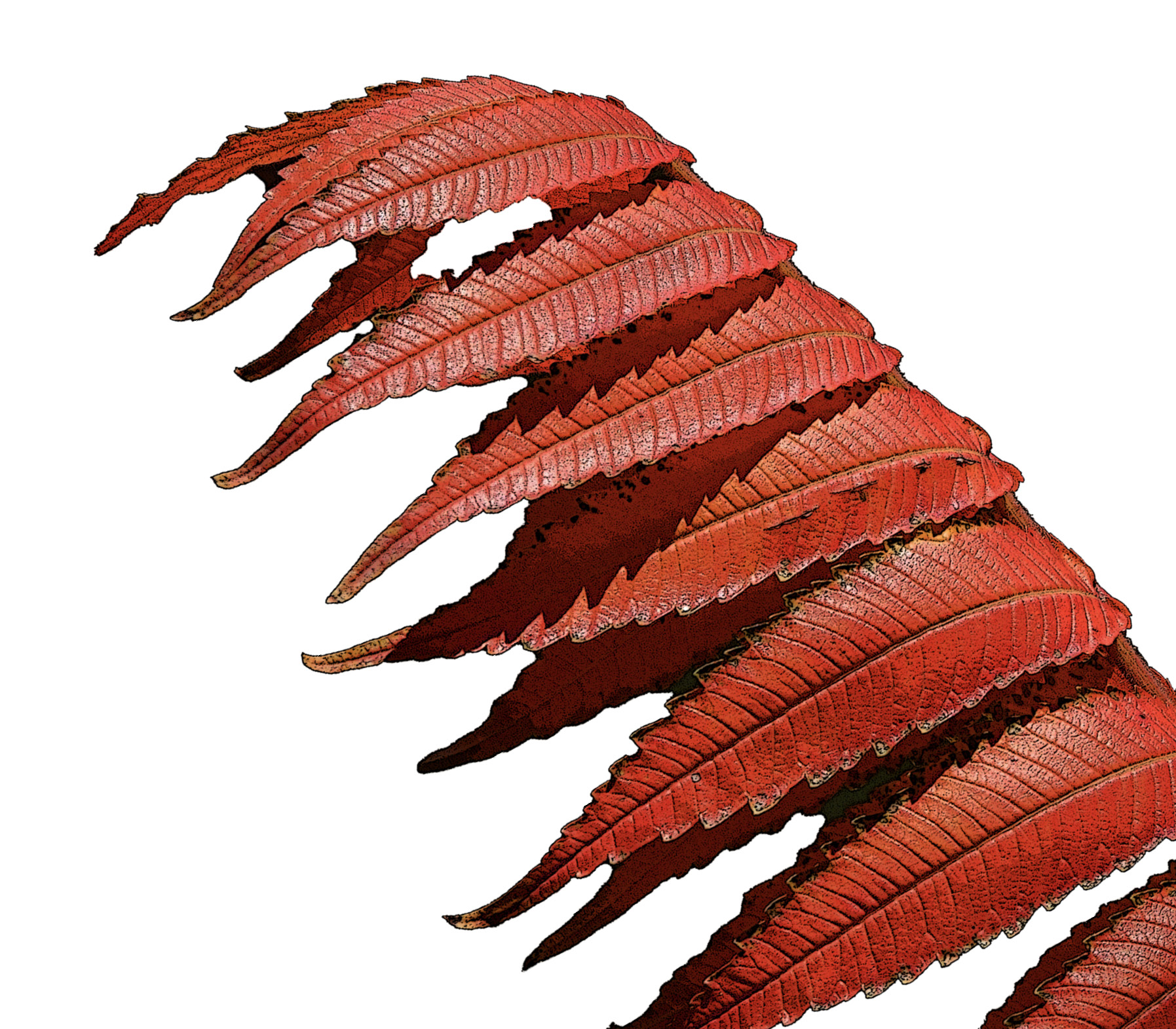 decorative image of a staghorn sumac leaf