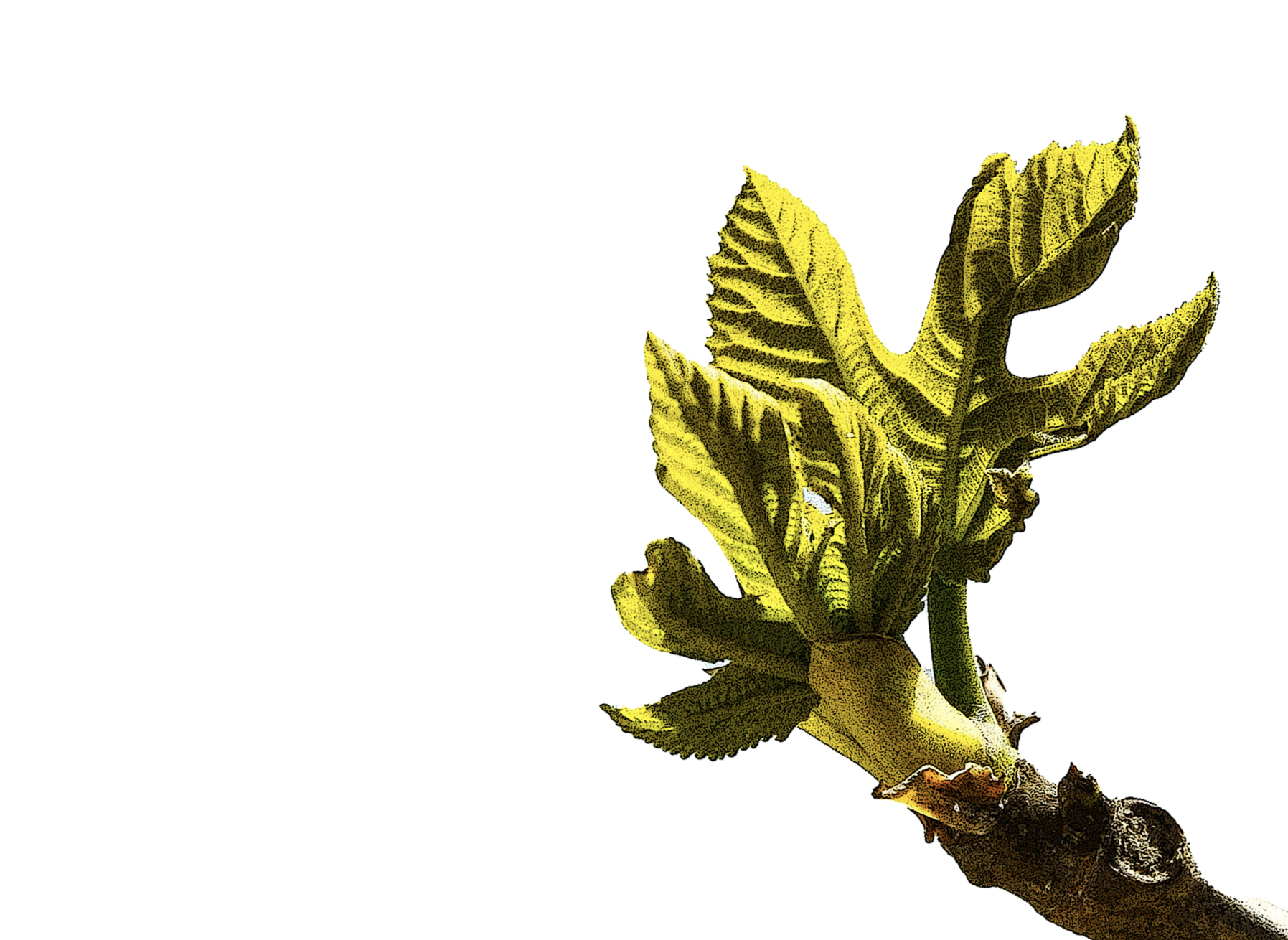 decorative image of a plant bud