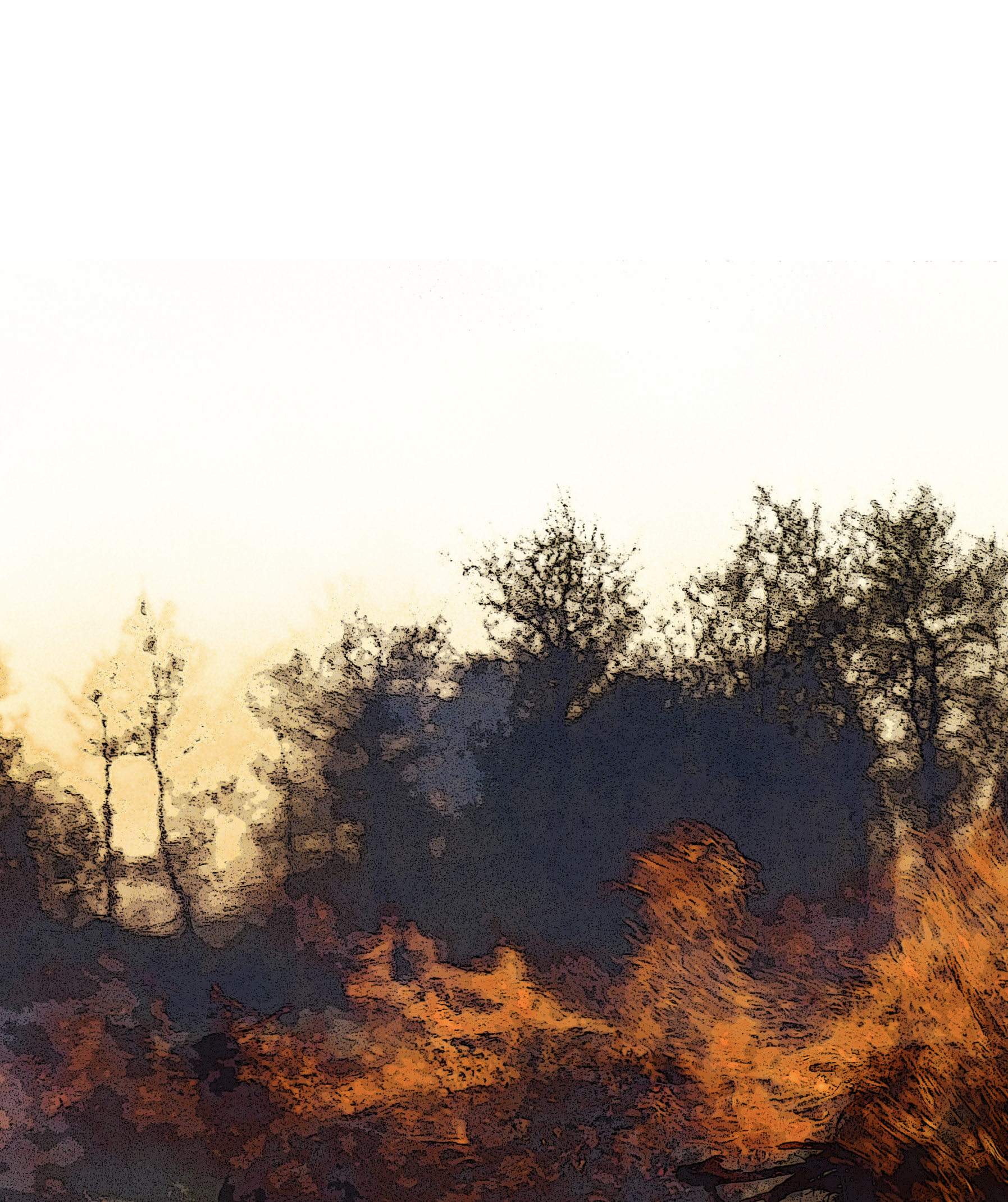 A fire is burning in a forest