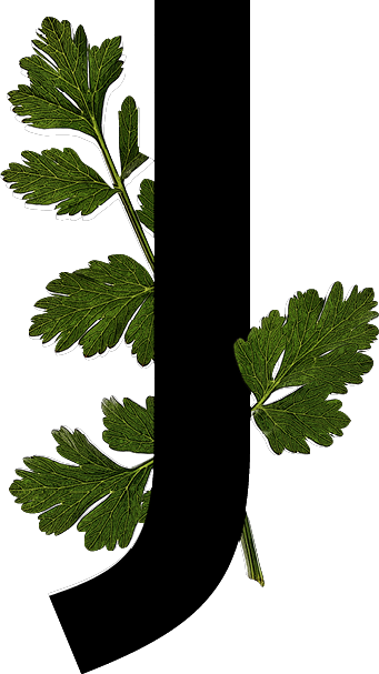 capital letter J with leaf decoration