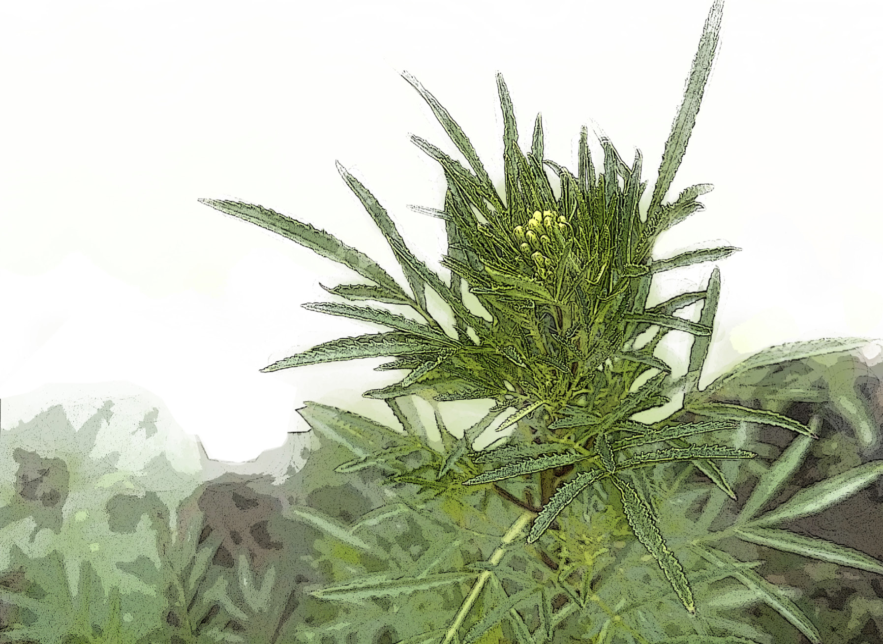 decorative image with Huacatay plant.