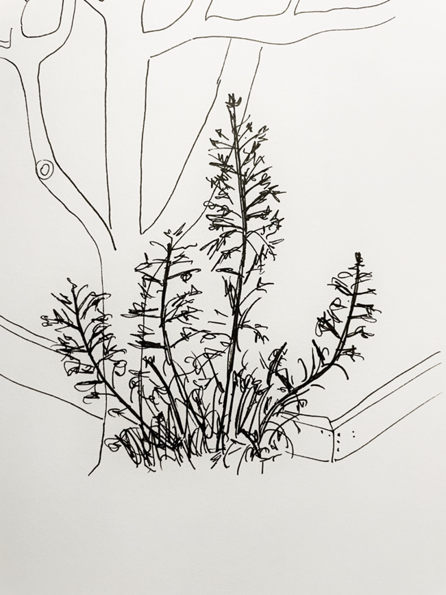 A drawing of a plant with a tree in the background.

Descrizione generata da AI