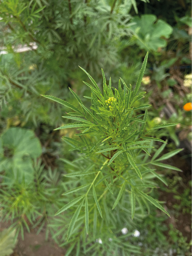 A series of photographs of huacatay, the herb at the heart of the story, is on display in the community garden