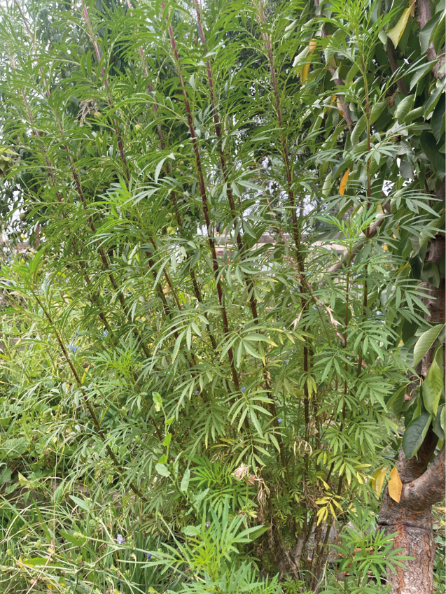 A series of photographs of huacatay, the herb at the heart of the story, is on display in the community garden