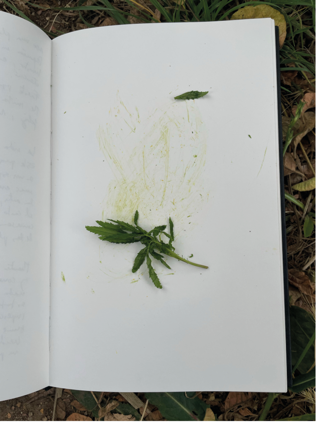 A book with green leaves on it.

Descrizione generata da AI