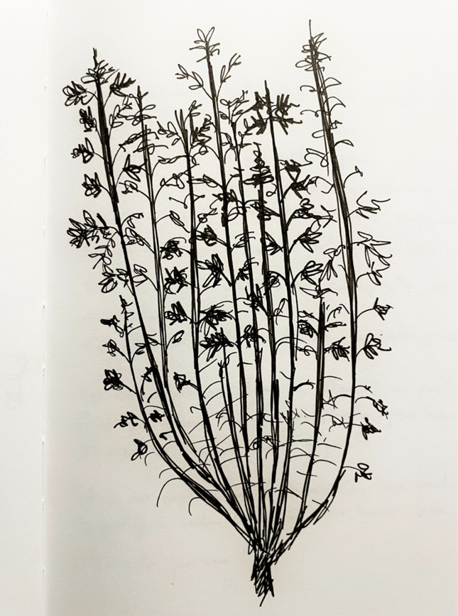 A drawing of a plant with many branches.

Descrizione generata da AI