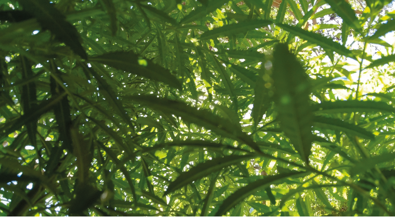 A green plant with leaves and stems.

Descrizione generata da AI