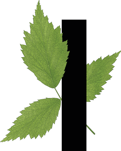 capital letter I with leaf decoration